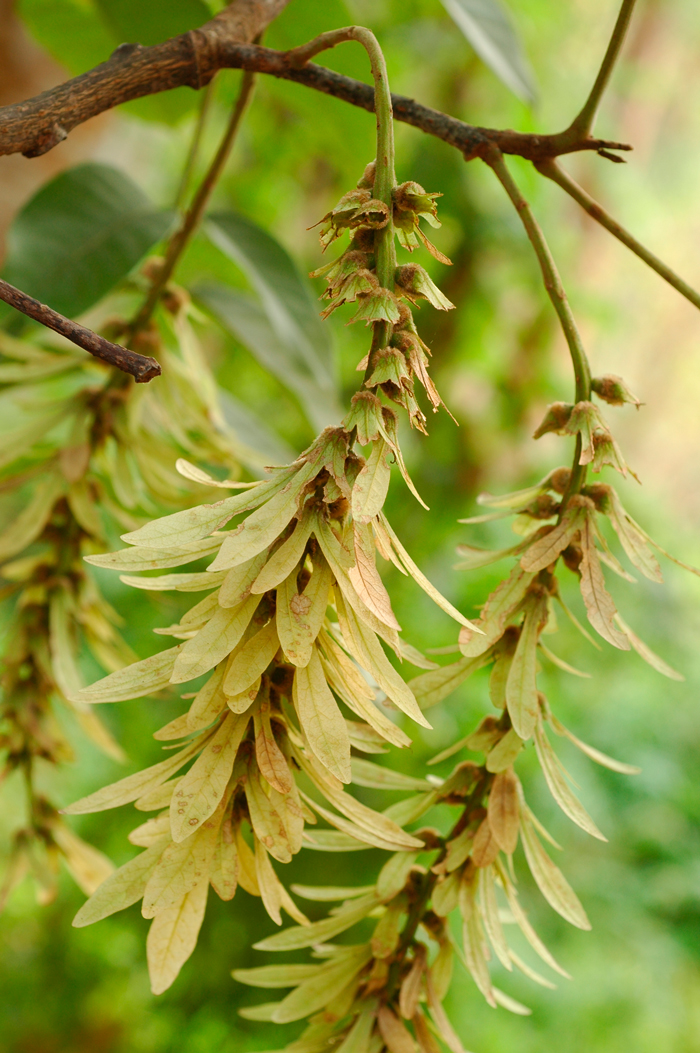 คำหด Engelhardia spicata Blume BGO Plant Database ฐานขอมลพนธ